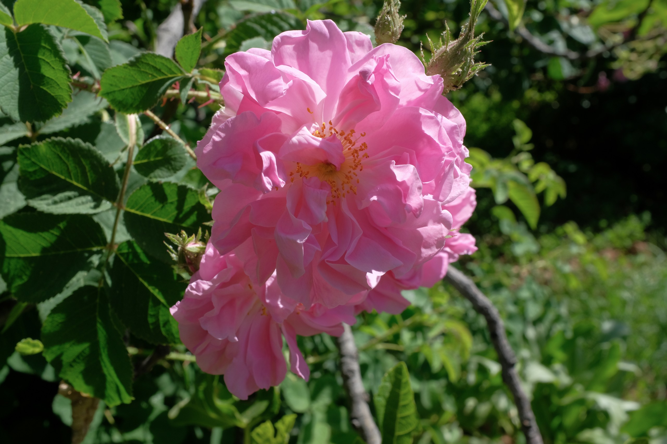 7.6 Maram Dress Fatima veil Arinass Hairclip